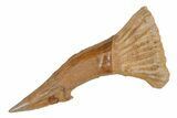 Fossil Sawfish (Onchopristis) Rostral Barb - Morocco #219884-1